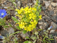 Oxalis virgosa, photograph (c) Cesar Ormazabal, some rights reserved (CC BY)