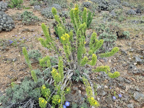 Oxalis virgosa, photograph 3