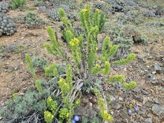 Oxalis virgosa, photograph (c) Cesar Ormazabal, some rights reserved (CC BY)