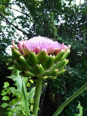 Cynara cardunculus cardunculus