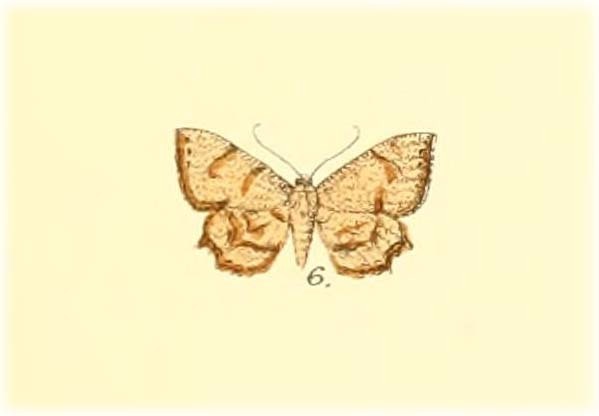 Phazaca obscuraria