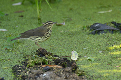Parkesia noveboracensis