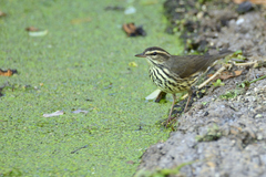 Parkesia noveboracensis