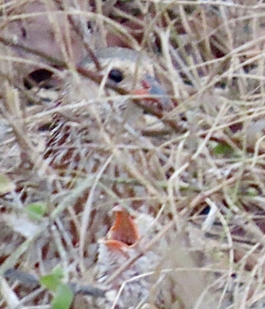 Grey-striped Spurfowl (Pternistis griseostriatus), photo 3