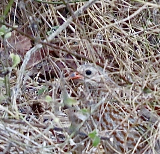 Grey-striped Spurfowl (Pternistis griseostriatus), photo 2