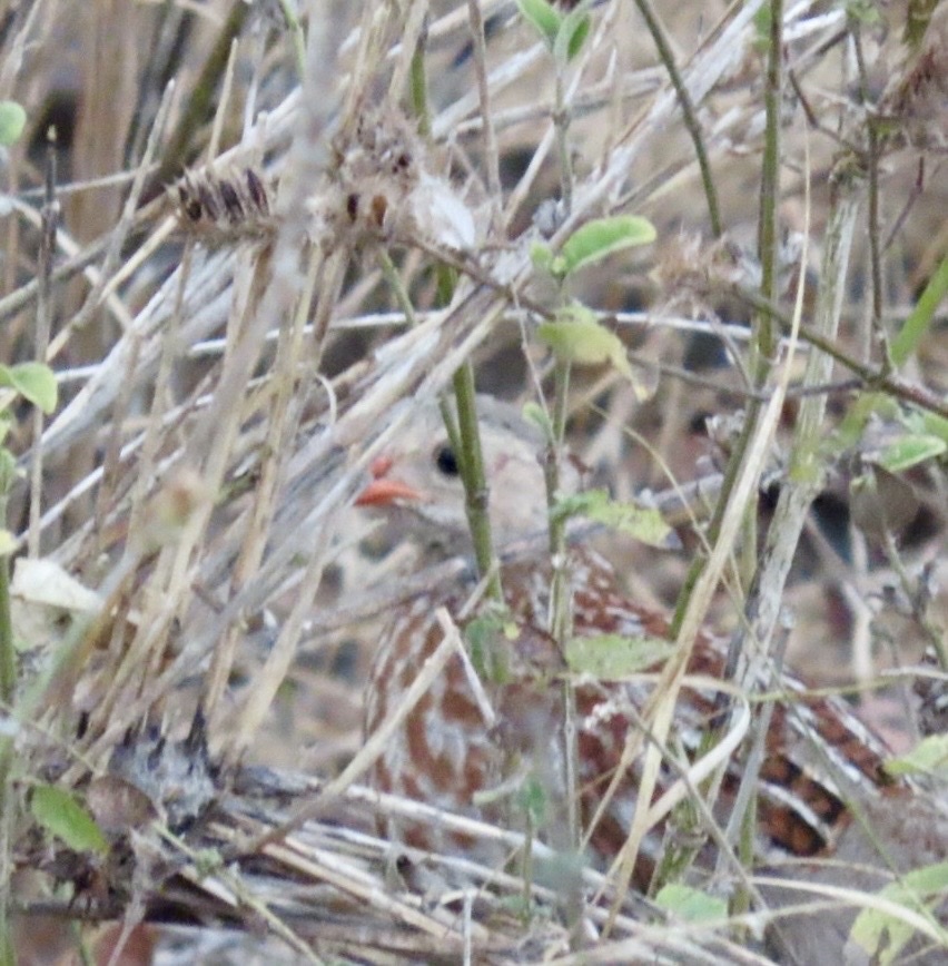 Grey-striped Spurfowl (Pternistis griseostriatus), photo 4