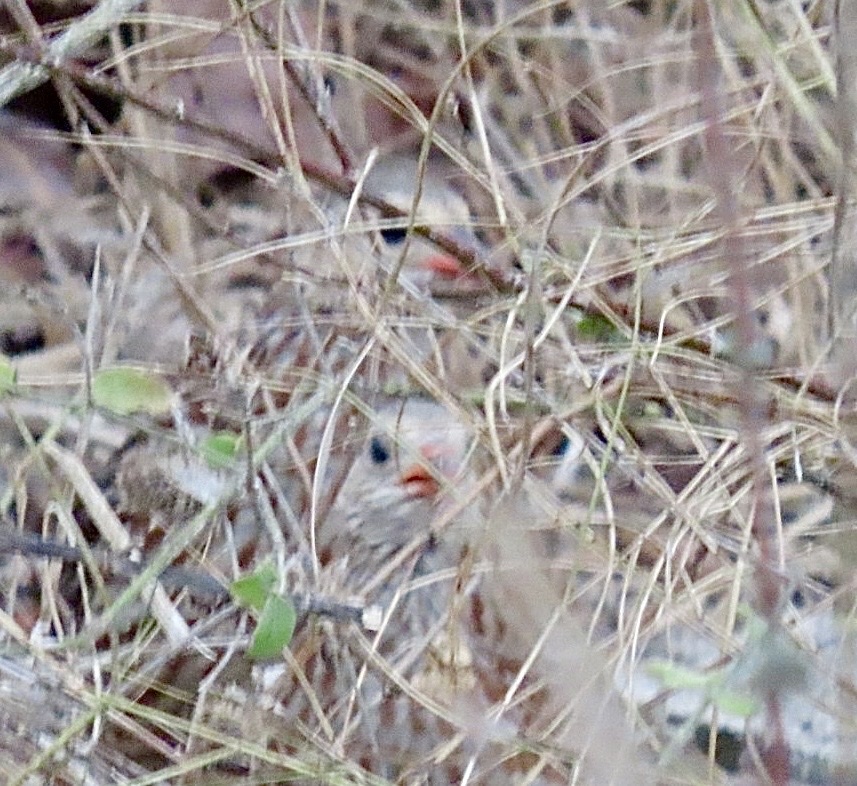 Grey-striped Spurfowl (Pternistis griseostriatus), photo 5