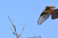 Pyrocephalus rubinus