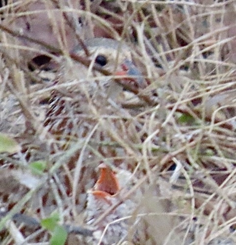 Grey-striped Spurfowl (Pternistis griseostriatus)