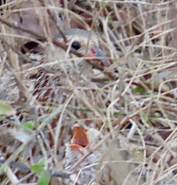 Grey-striped Spurfowl (Pternistis griseostriatus), photo 1