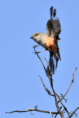 Pyrocephalus rubinus