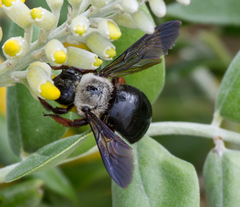 Xylocopa albinotum