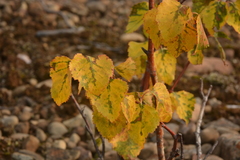 Betula pubescens pumila