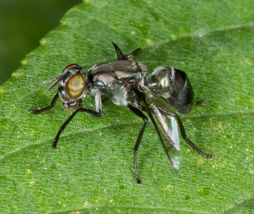 Plagiostenopterina formosana