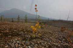 Betula pubescens pumila