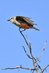 Pyrocephalus rubinus