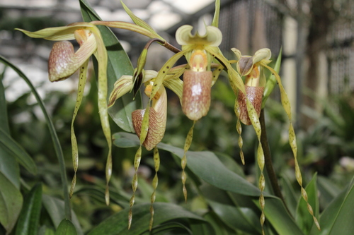 Broad-Leaf Paphiopedilum (Paphiopedilum platyphyllum)