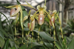 Paphiopedilum platyphyllum