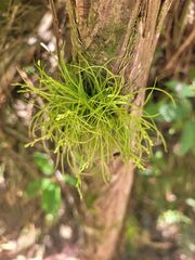 author not stated, no rights reserved Phymatidium falcifolium, photograph author not stated, no rights reserved