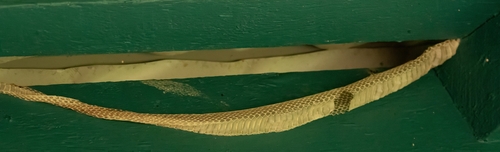 Brown Tree Snake sighting