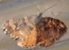 Epirrhoe plebeculata