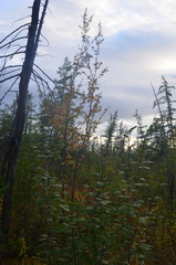 Betula pubescens pumila