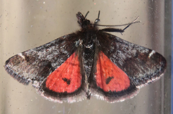 Hoary Pyrausta