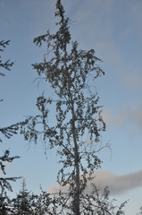 Betula pubescens pumila