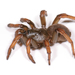 Barack Obama Trapdoor Spider - Photo (c) Marshal Hedin, some rights reserved (CC BY-NC-SA), uploaded by Marshal Hedin