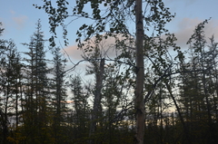 Betula pubescens pumila