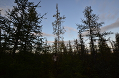 Betula pubescens pumila