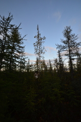 Betula pubescens pumila