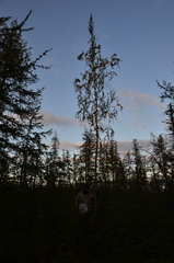 Betula pubescens pumila