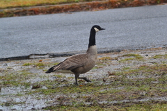 Branta canadensis canadensis
