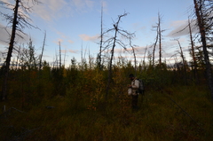 Betula pubescens pumila