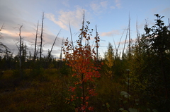 Betula pubescens pumila