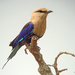 Blue-bellied Roller - Photo (c) Nik Borrow, some rights reserved (CC BY-NC), uploaded by Nik Borrow