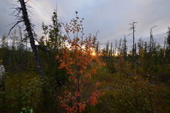 Betula pubescens pumila