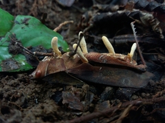 Beauveria locustiphila