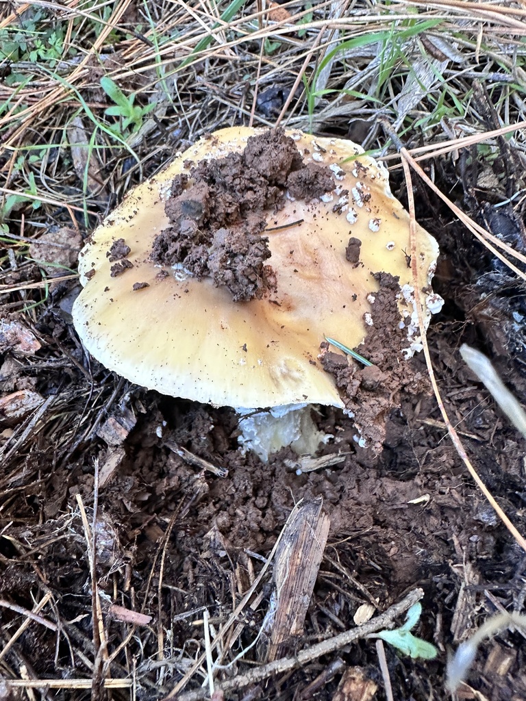 Amanita aprica · November 2025 · photo: © grnleaf (iNaturalist, cc0)