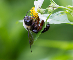 Xylocopa albinotum