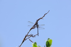 Zygonyx natalensis
