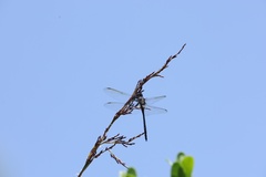 Zygonyx natalensis