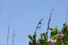 Zygonyx natalensis