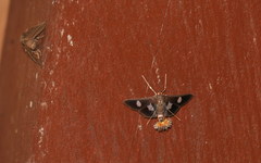 Diaphania exclusalis