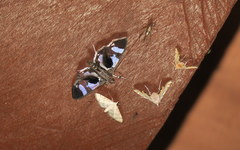 Desmia bajulalis