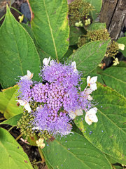 Hydrangea involucrata