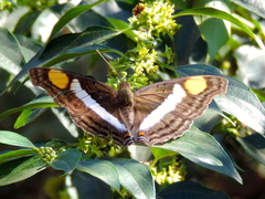 Doxocopa laure laure