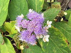 Hydrangea involucrata