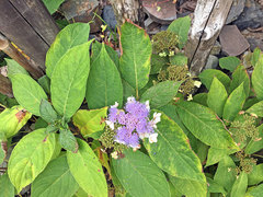 Hydrangea involucrata